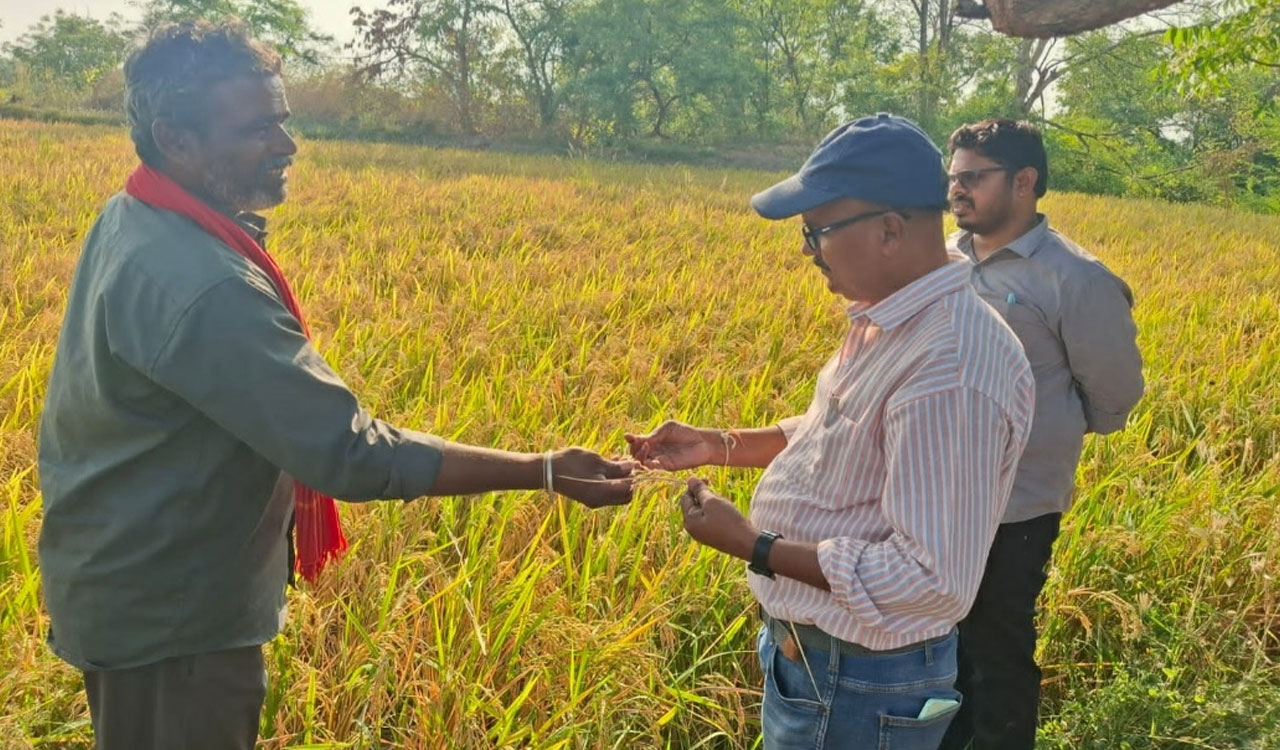 Harvesting | వరి పూర్తిగా పరిపక్వతకు వచ్చాకే కోతలు మొదలు పెట్టాలి