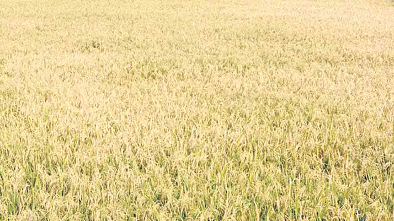 ధాన్యం కొనేనా..!