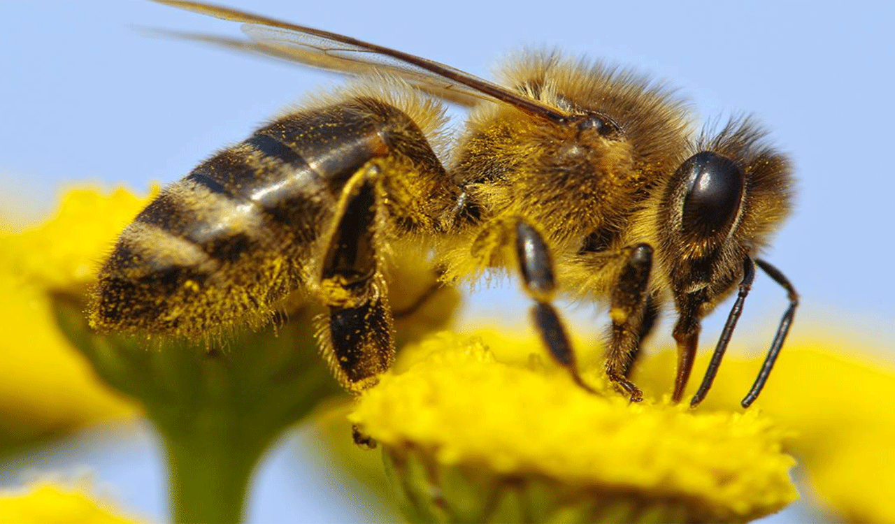 Haney Bee attack | సిరిసిల్ల కలెక్టర్‌పై కేజీబీవీలో తేనటీగల దాడి