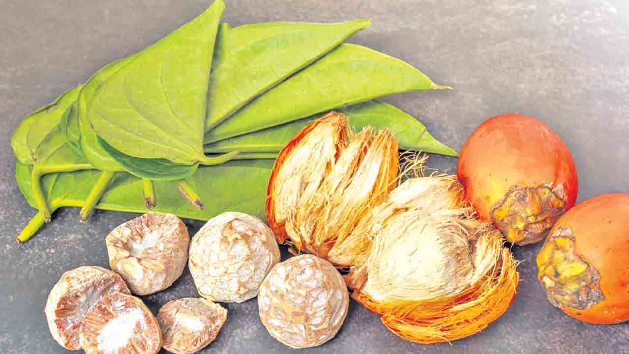 ఘనం.. పీవీ వనం