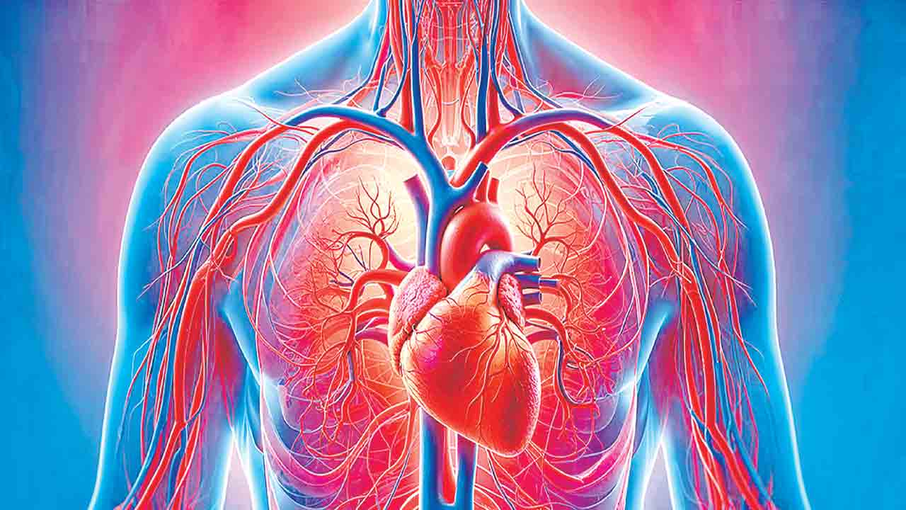 Arteries | గుండెకు ప్రత్యామ్నాయంగా మహాధమని.. మరో హృదయంలా పని చేస్తుందట!