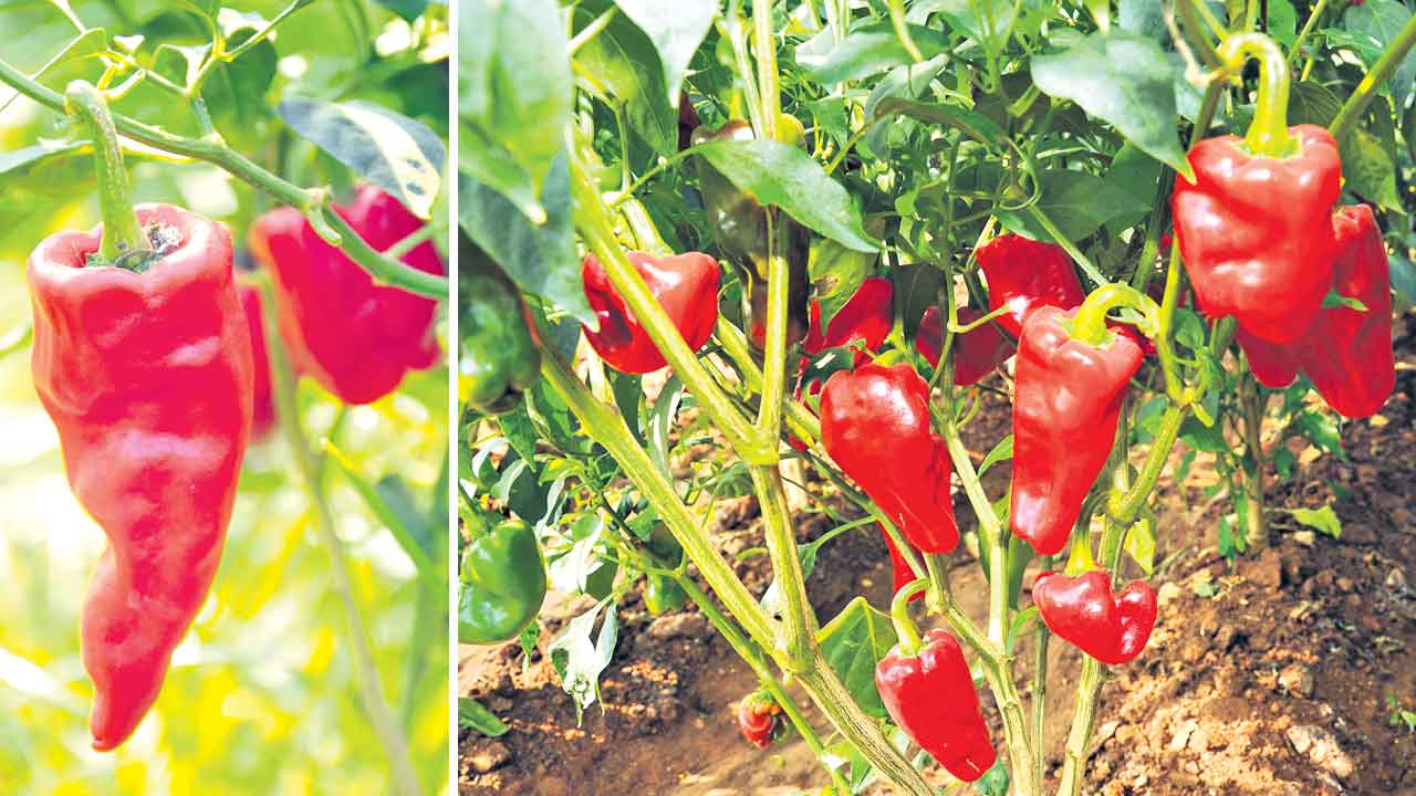 చపాటకు జీఐ ట్యాగ్‌