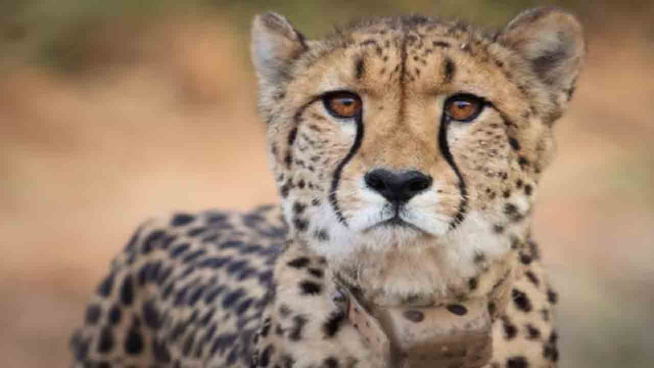 Cheetahs | ఆఫ్రికా దేశం నుంచి భారత్‌కు మరో 8 చీతాలు