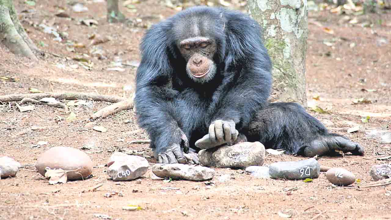 Engineers | చింపాంజీలూ ఇంజినీర్లే!.. చెద పురుగుల వేట కోసం ఫిజిక్స్‌ను వాడుతున్నాయ్‌!