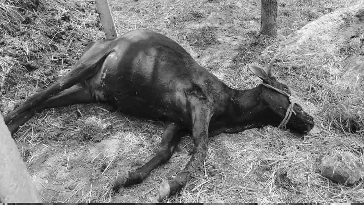 Cows | సినిమా షూటింగ్‌ స్పాట్‌లో విషాహారం.. మూడు ఆవులు మృతి