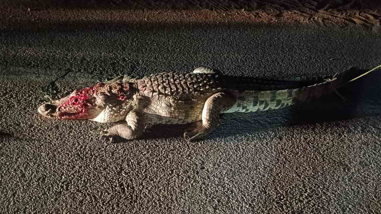 రోడ్డుపై మొసలి కలకలం