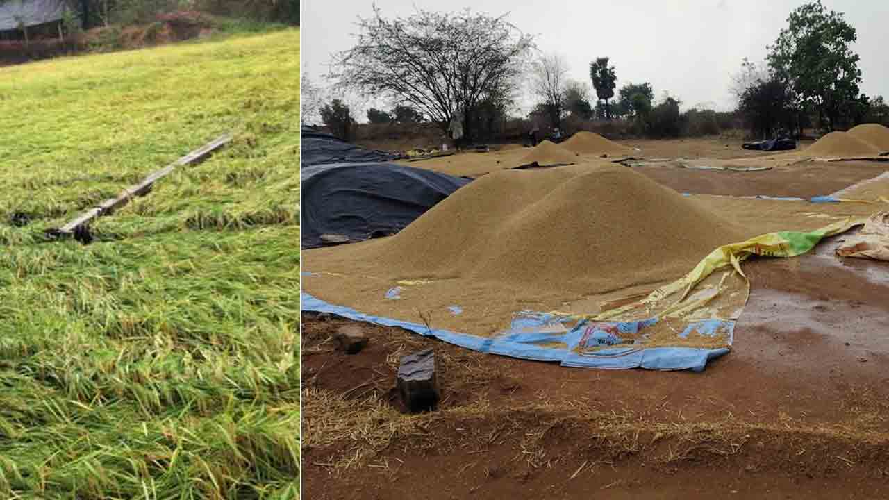 Rain | అకాల వర్షానికి తడిసిన వరి ధాన్యం.. భారీ ఈదురు గాలులకు విరిగిపడ్డ విద్యుత్ స్తంభాలు