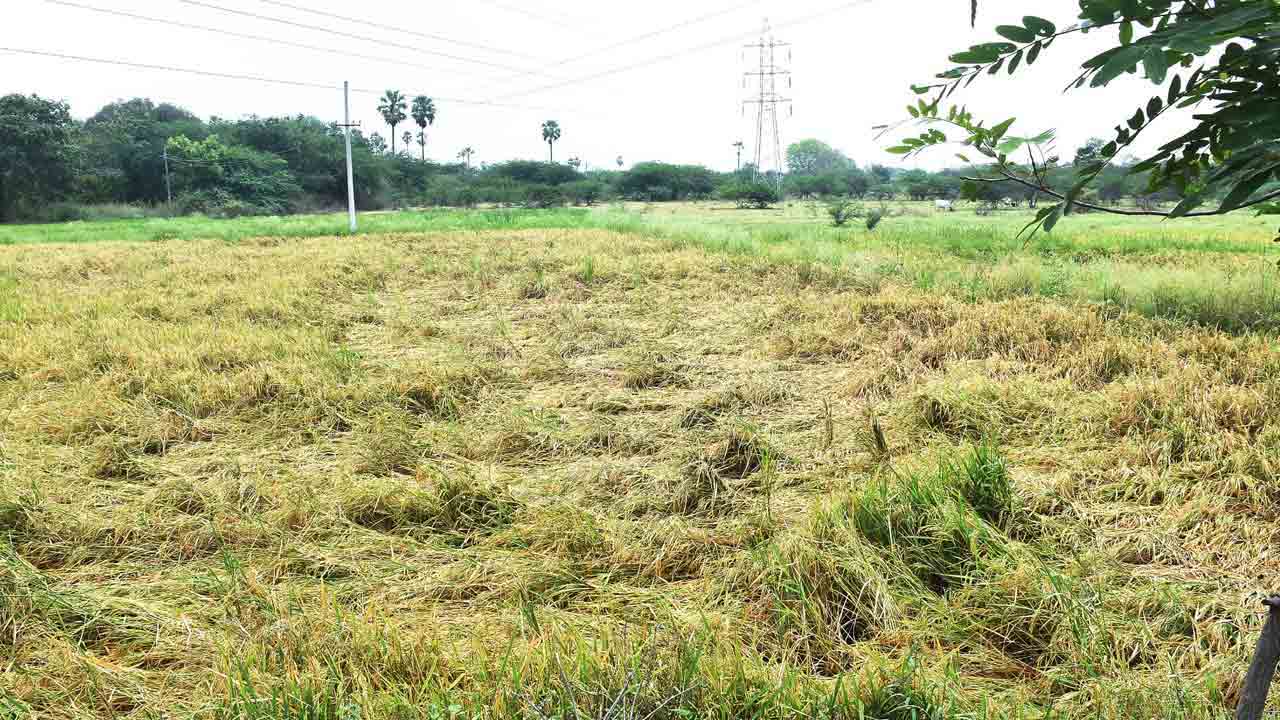 చెడగొట్టు వానకు దెబ్బతిన్న పంటలు
