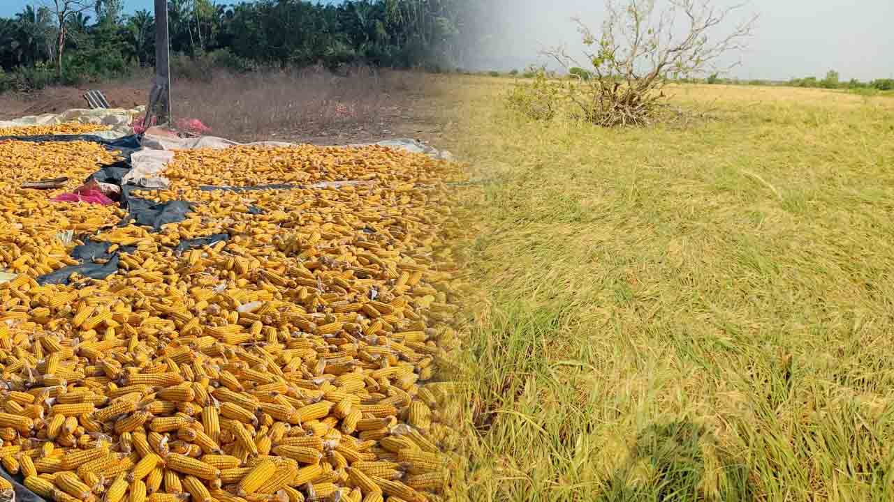 కూలిన అన్నదాతల ఆశలు