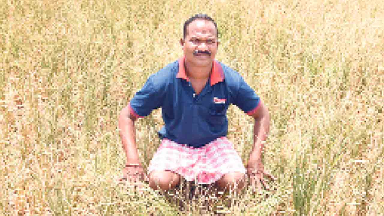 చేతికొచ్చిన పంట ఎండిపాయే..