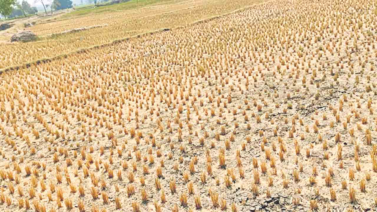 మెతుకుసీమలో.. అన్నదాతకు వరిగోన