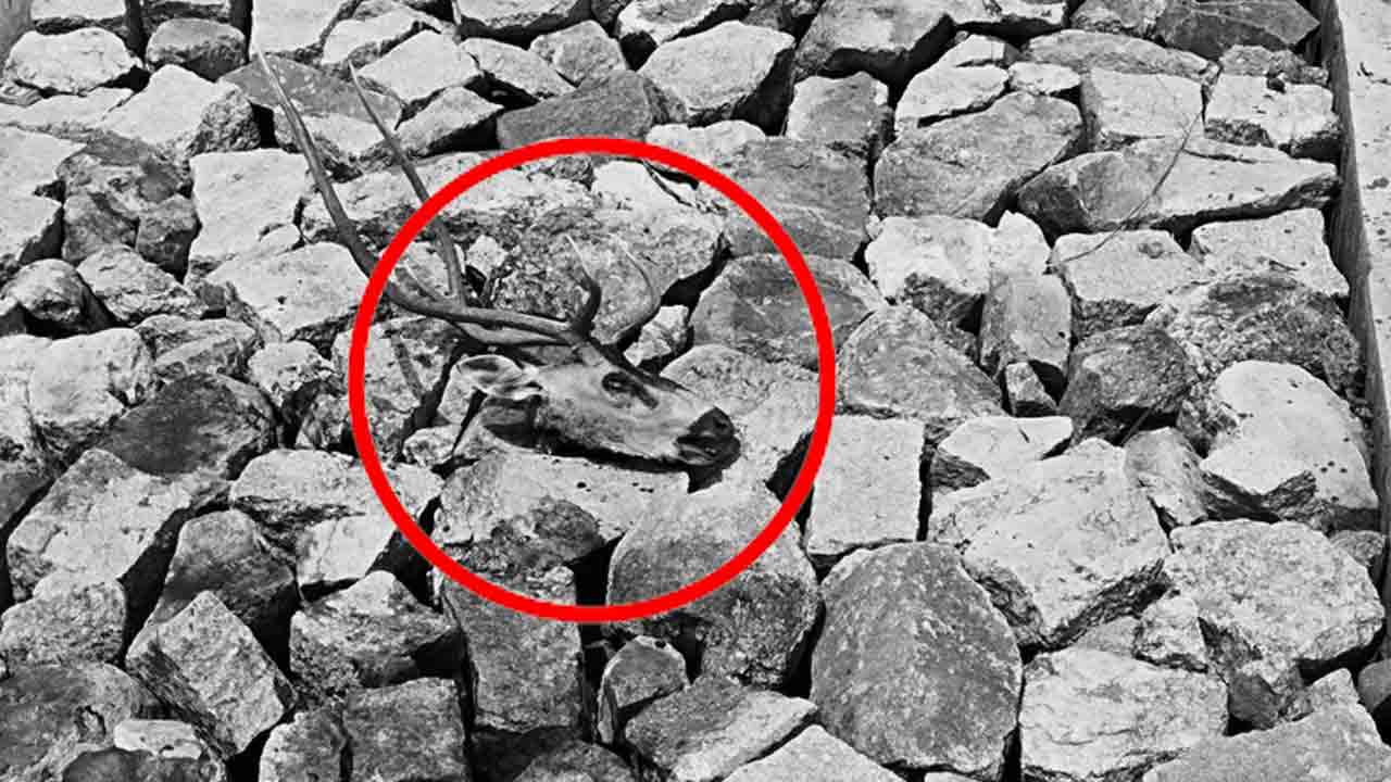 Nagar Kurnool | అటవీ ప్రాంతంలో మరో జింక మృతి.. మొండెం మాయం, ఘటనా స్థలం వద్ద తల 