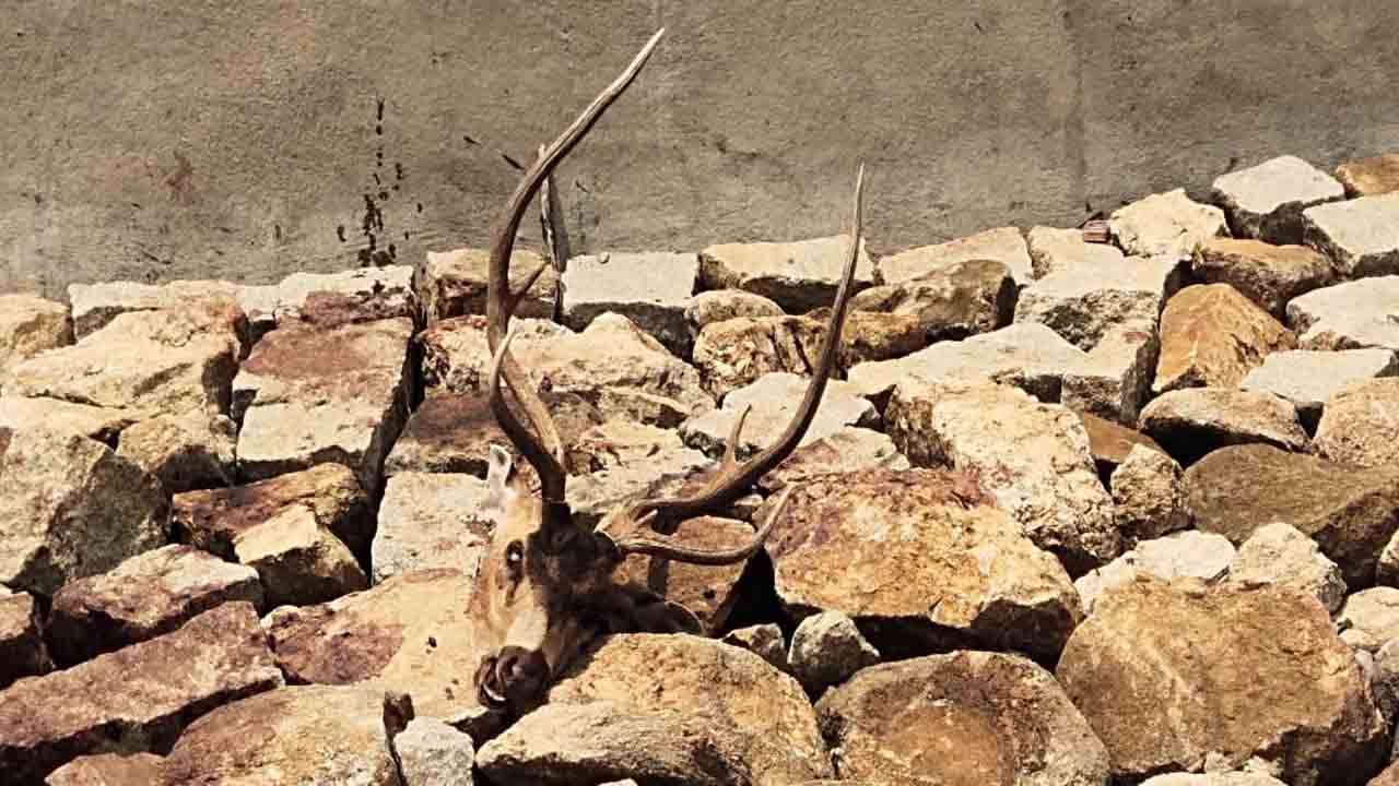 గంగారం అడవిలో మరో జింక మృతి