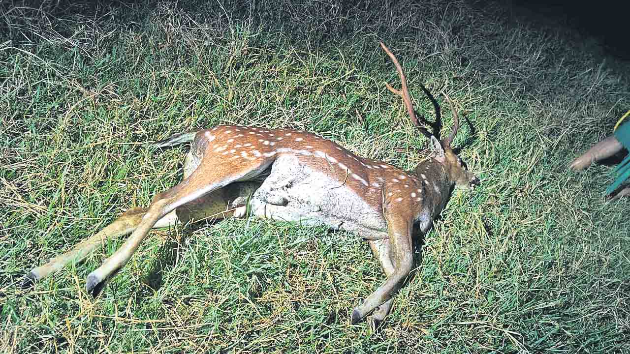 మరో రెండు జింకలు మృతి