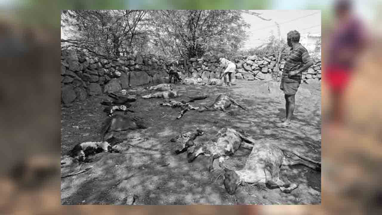 Achchampet | గొర్రెల మందపై కుక్కల దాడి.. 25 గొర్రెలు మృతి