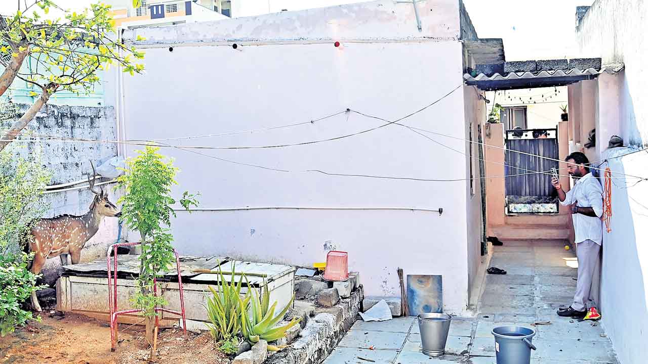 HCU Land Issue | ఇవి జింకలా.. గుంటనక్కలా?.. సీఎం వచ్చి నిర్ధారణ చేసుకోవాలంటూ హెచ్సీయూ విద్యార్థుల సవాల్
