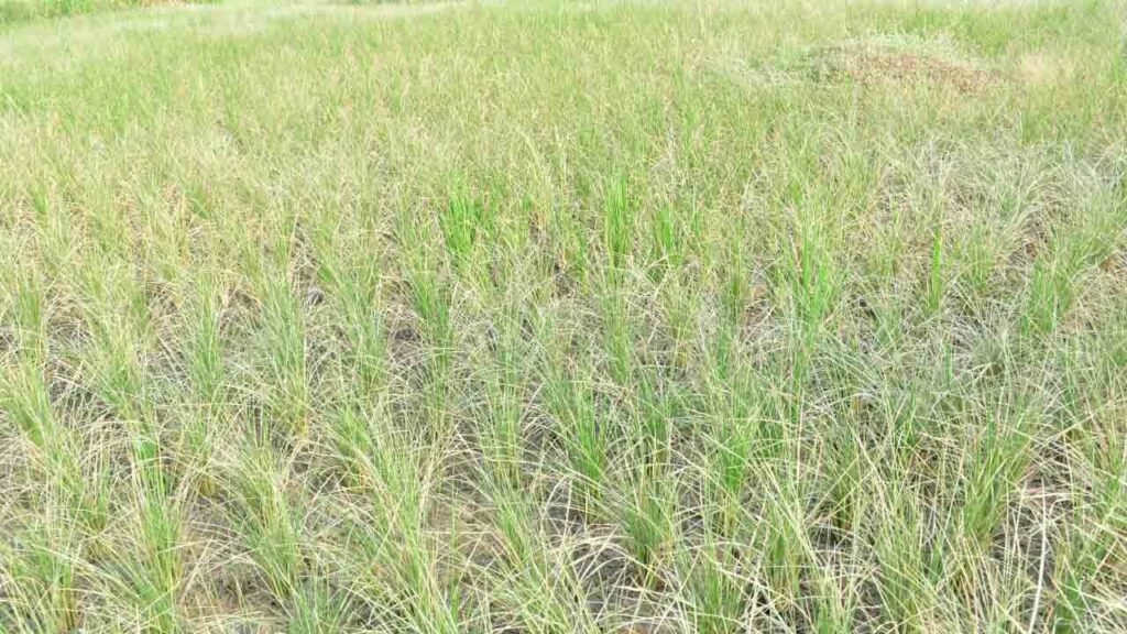 Dried Crop Fields