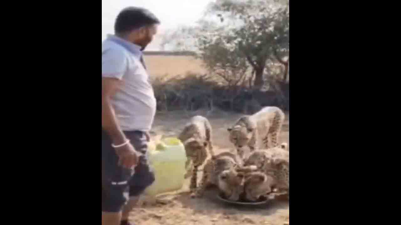 Water To Cheetahs | చీతాలకు నీరు అందించిన డ్రైవర్‌.. వీడియో వైరల్‌తో సస్పెండ్‌