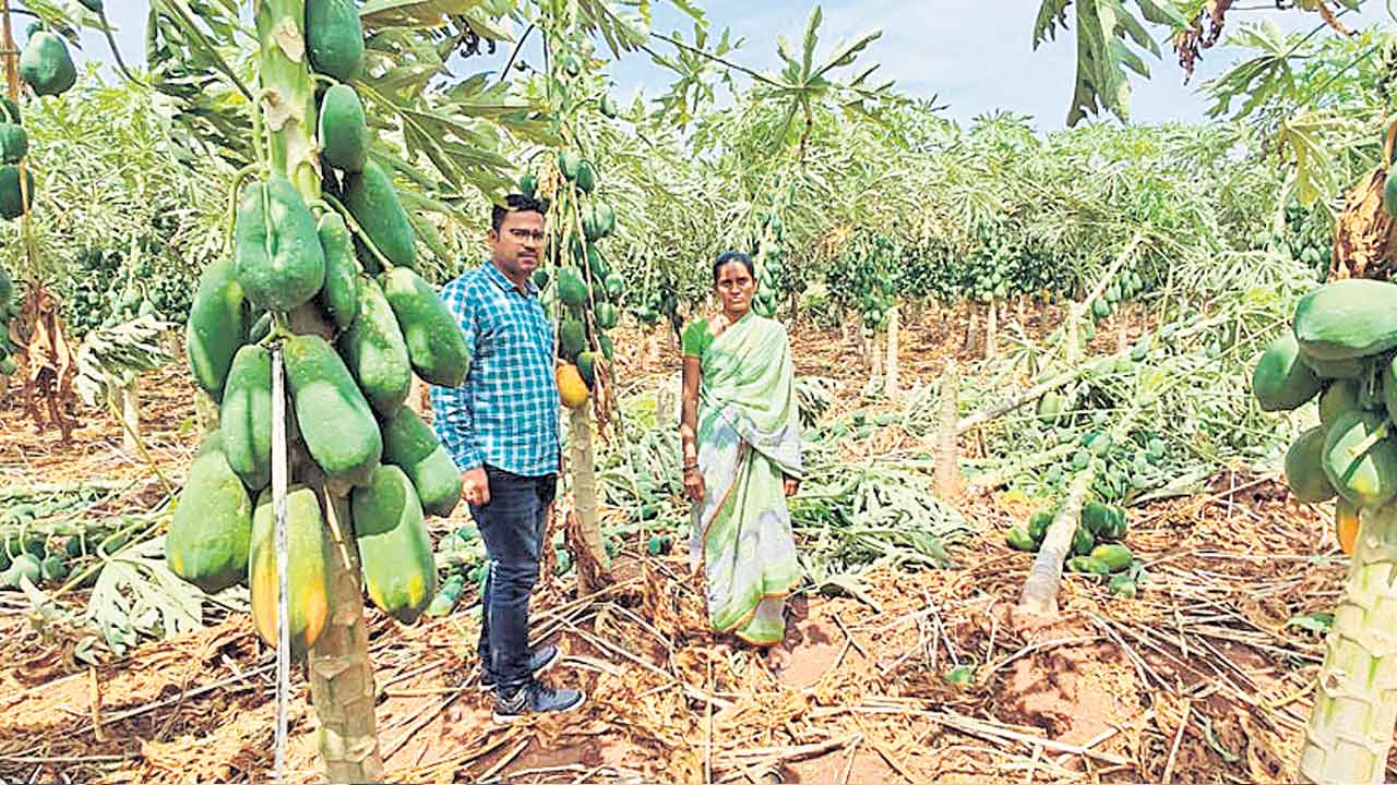 Farmers, Crops Damage