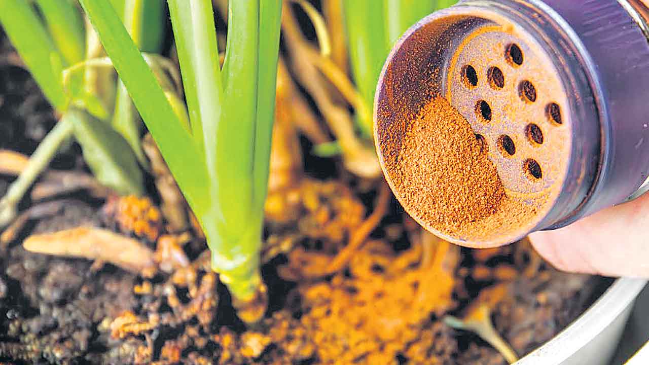 ఫంగస్‌ మాయం