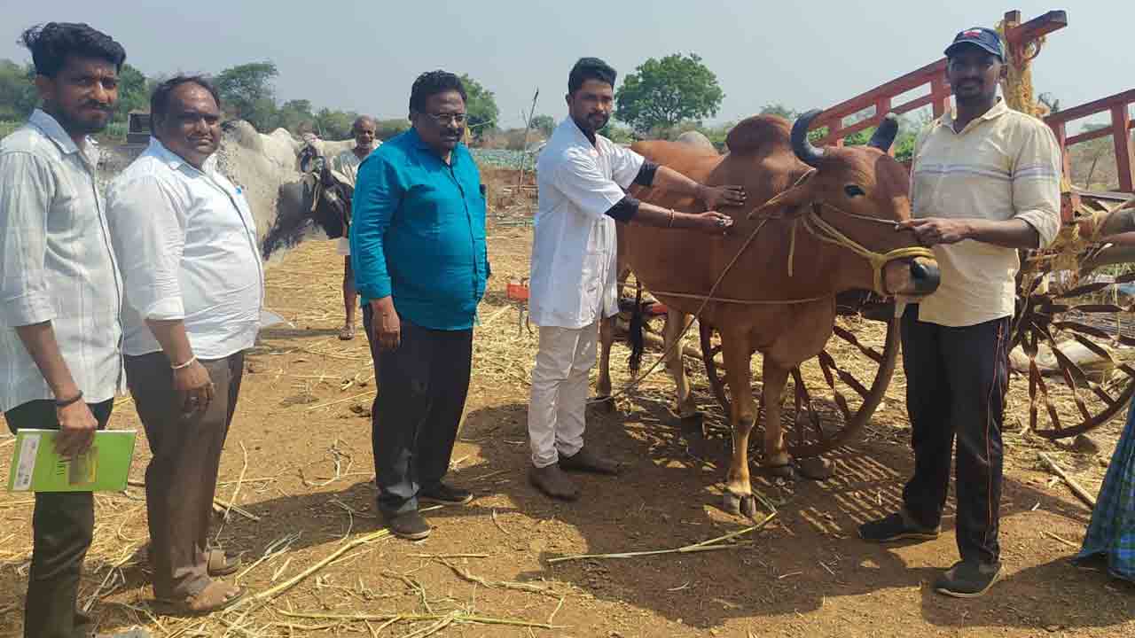 Gali Kuntu Vaccination drive | ఉచితంగా పశుగ్రాసం.. గాలికుంటు నివారణ టీకాలను సద్వినియోగం చేసుకోవాలి : పశు వైద్య అధికారి సదానందం