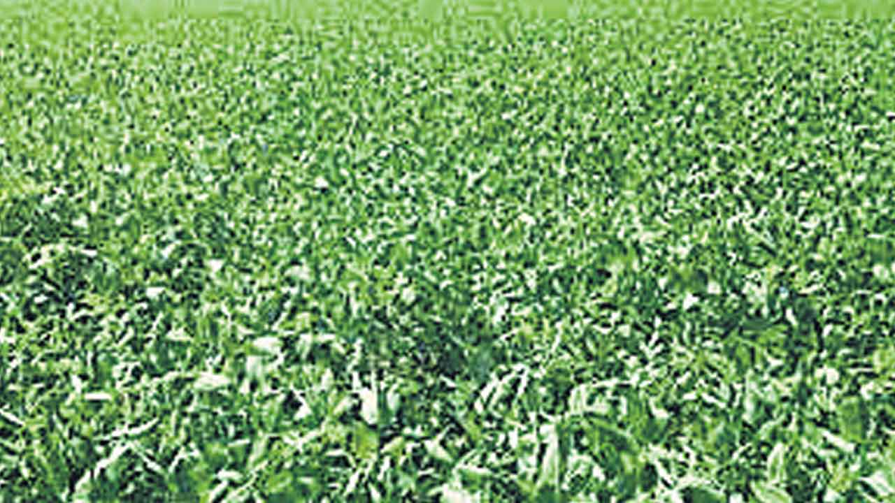 పచ్చిరొట్ట విత్తనాలేవి?.. రైతులకు అందుబాటులో లేని విత్తనాలు