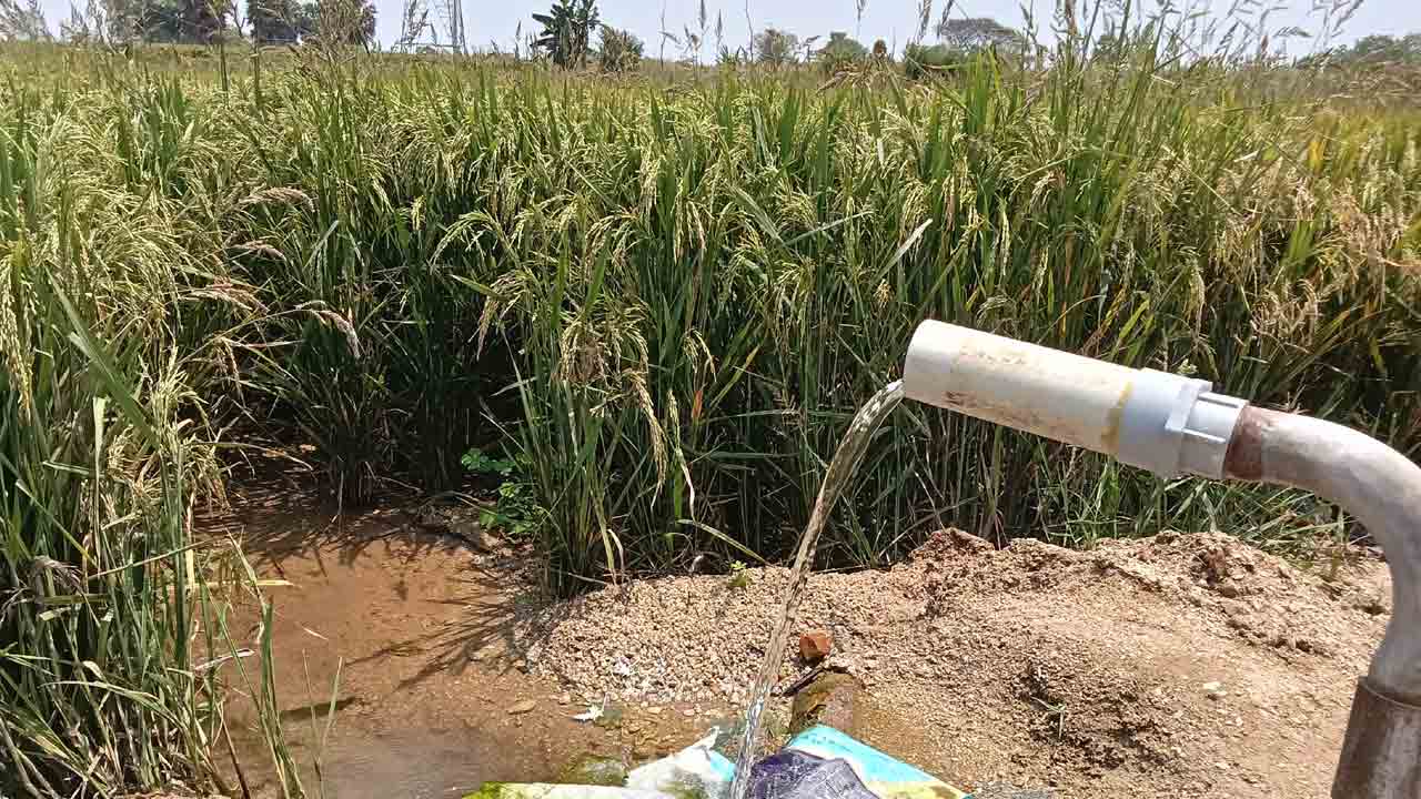 చివరి పోరాటం ఆఖరి తడులకు తండ్లాడుతున్న రైతులు