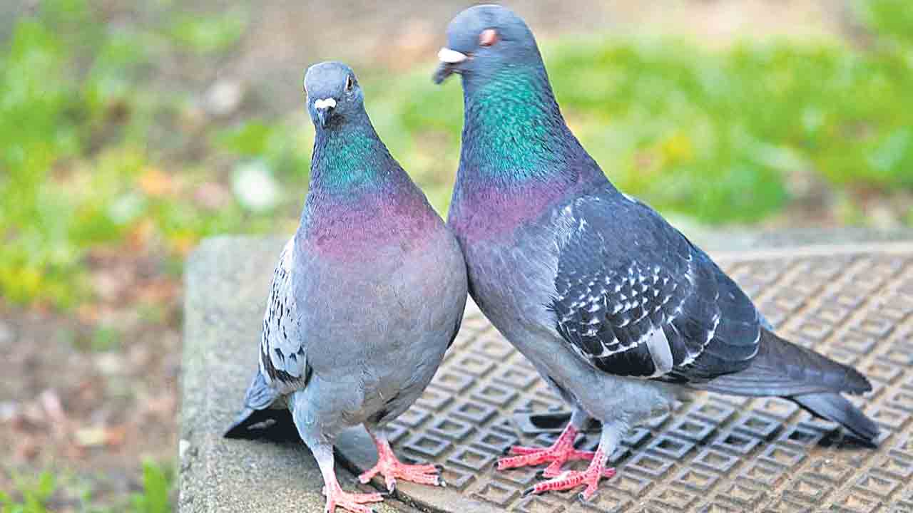 మూగజీవులకు ఆపదొస్తే సమాచారం ఇవ్వండి