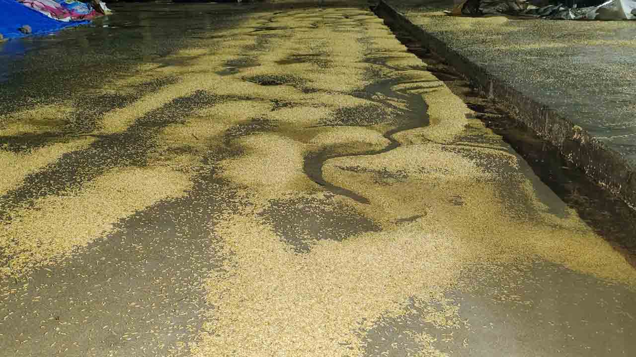 ఈదురుగాలుల వర్షానికి రైతన్న ఆగమాగం