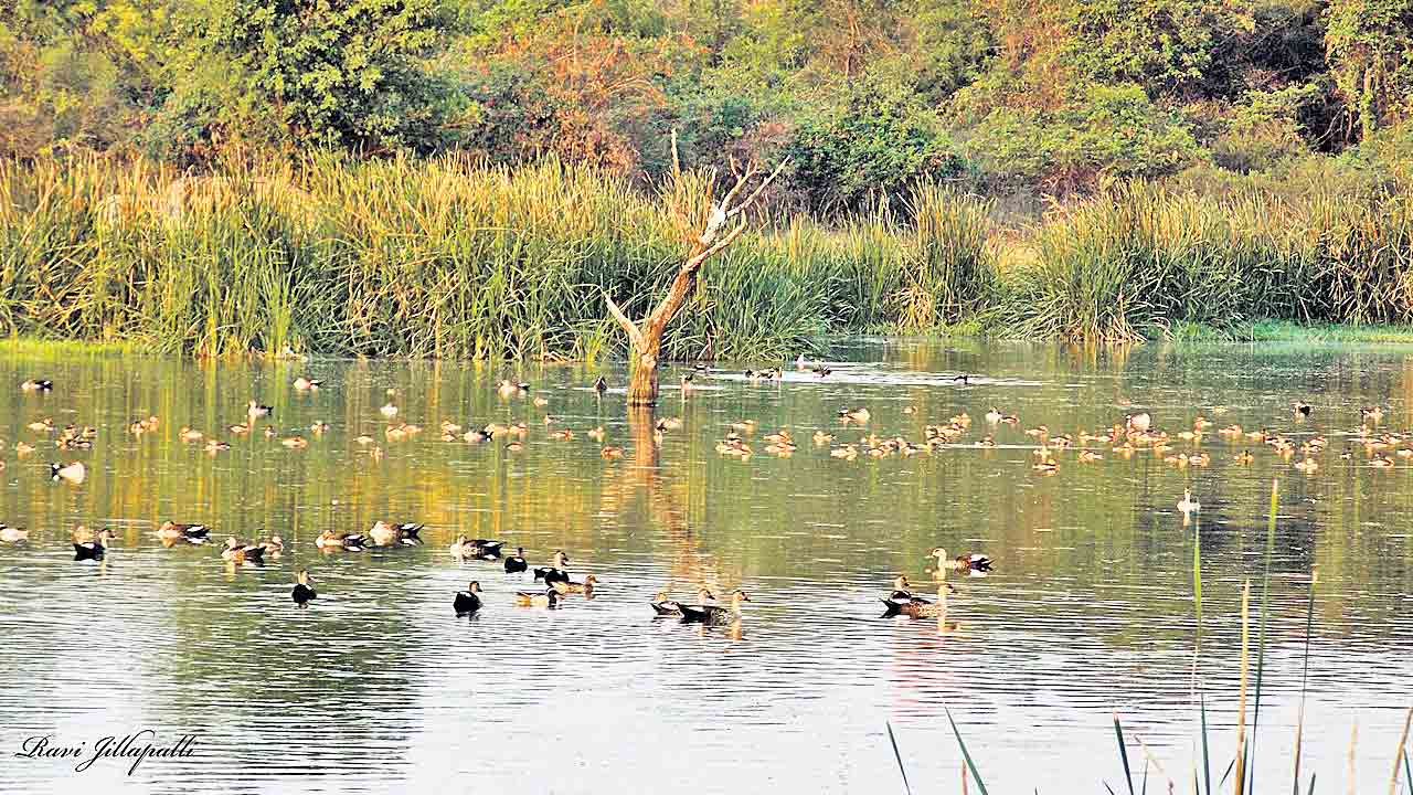 మదపుటేనుగును బంధించిన నెమలీకలు