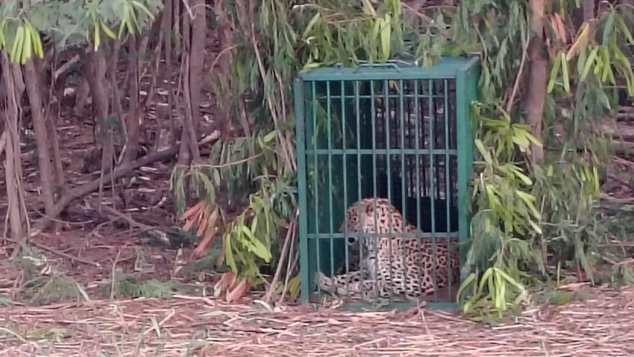 Leopard | బోనులో చిక్కింది.. ఇక్రిశాట్‌లో చిరుత కలకలం