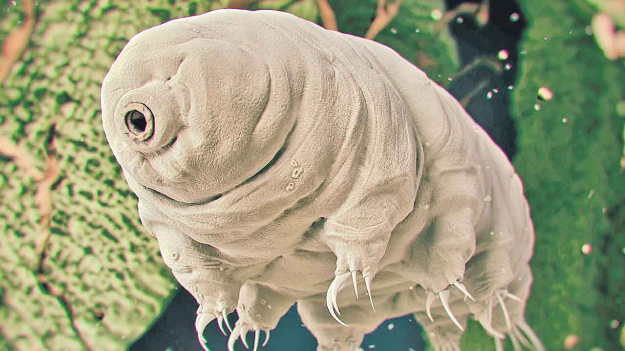 రోదసిలోకి నీటి ఎలుగుబంటి!