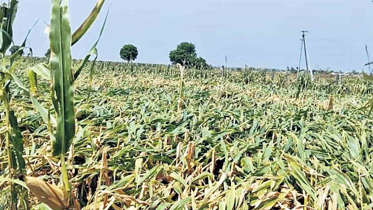 Telangana | పంటలు వర్షార్పణం.. తల్లడిల్లిన అన్నదాతలు