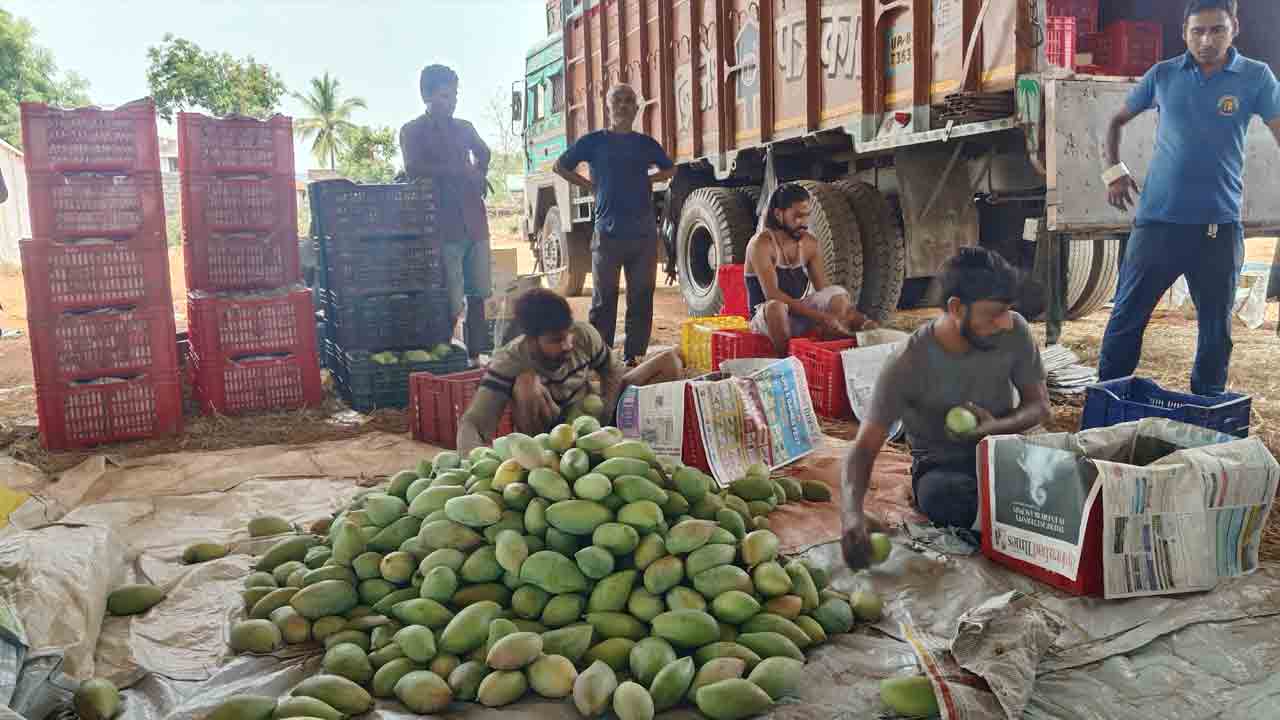 ధర ఉంది.. దిగుబడి లేదు.. మామిడి రైతుల దిగాలు