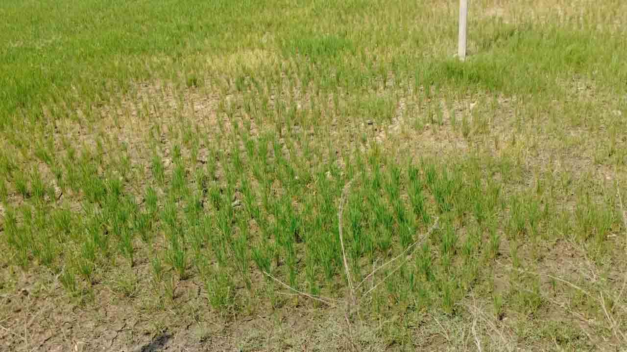 మళ్లీ దగా.. అదే ధోకా..