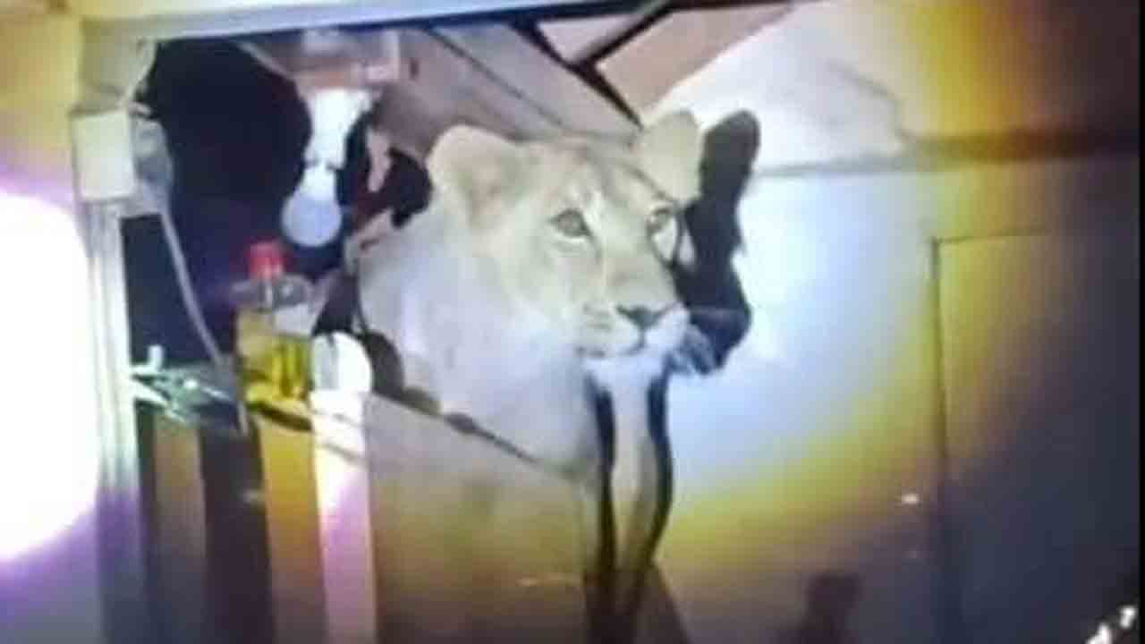 Lion | ఇంట్లోని కిచెన్‌ గోడపై సింహం ప్రత్యక్షం.. షాకైన కుటుంబం.. వీడియో