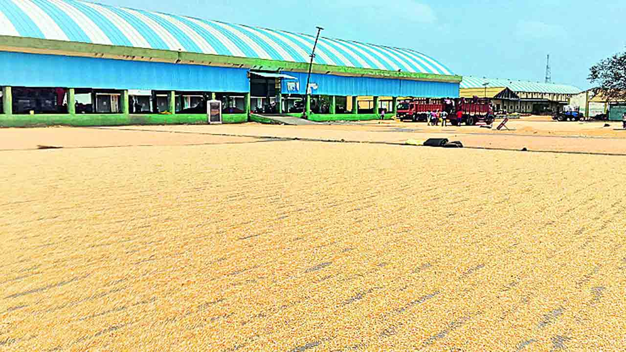 మక్క రైతుకు ధరాఘాతం