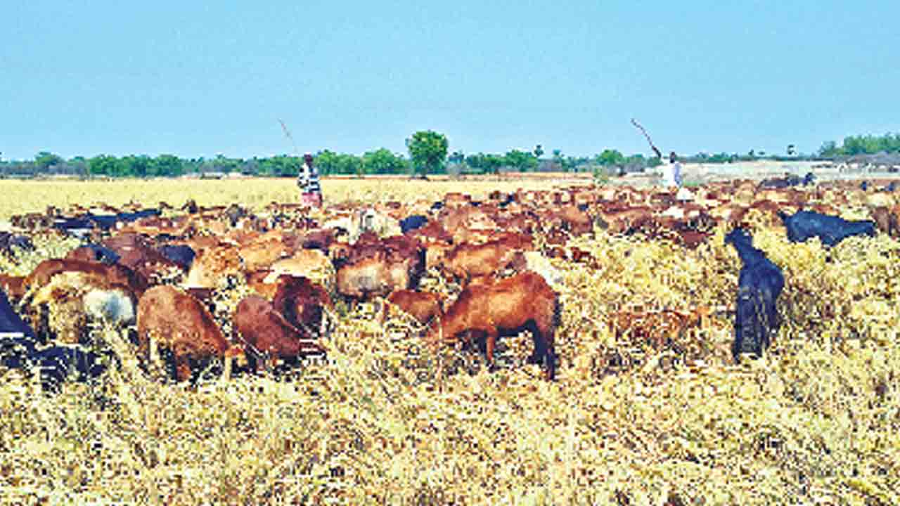 Nalgonda