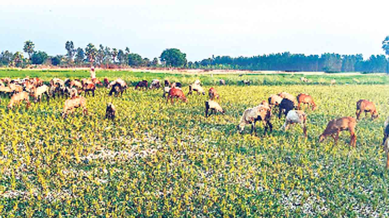 రాజాపేటలో రైతుల అరిగోస