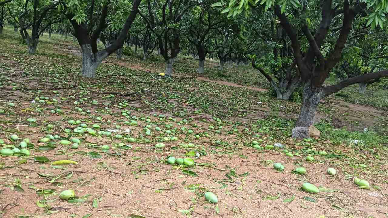 అకాల నష్టం