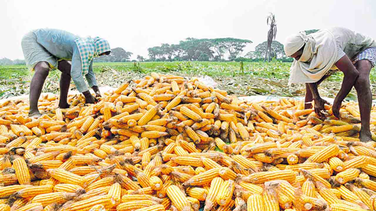 రైతులకు పరిహారం చెల్లించేలా చర్యలు తీసుకోవాలి