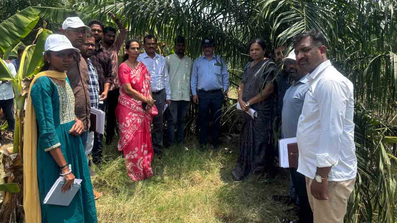 Oil palm plants | ఆయిల్‌పామ్‌ మొక్కలకు నీళ్లు ఎక్కువగా ఇవ్వాలి : డాక్టర్‌ పొన్ను స్వామి