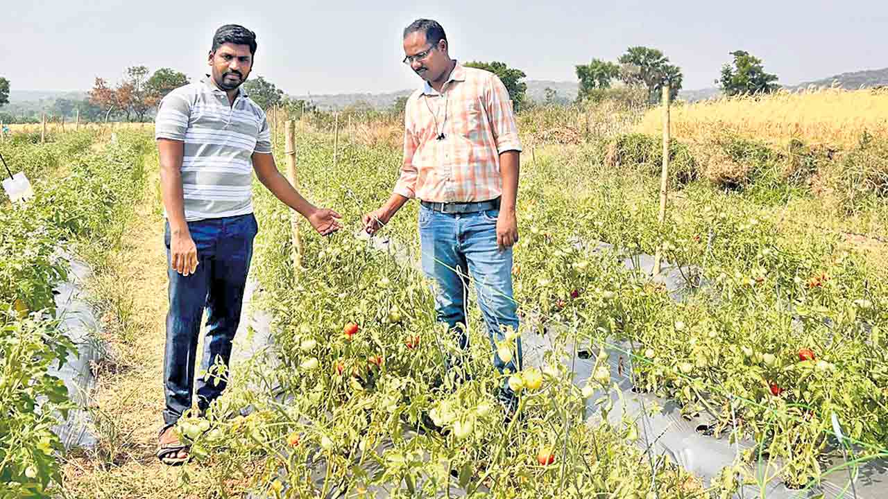 Organic Farming