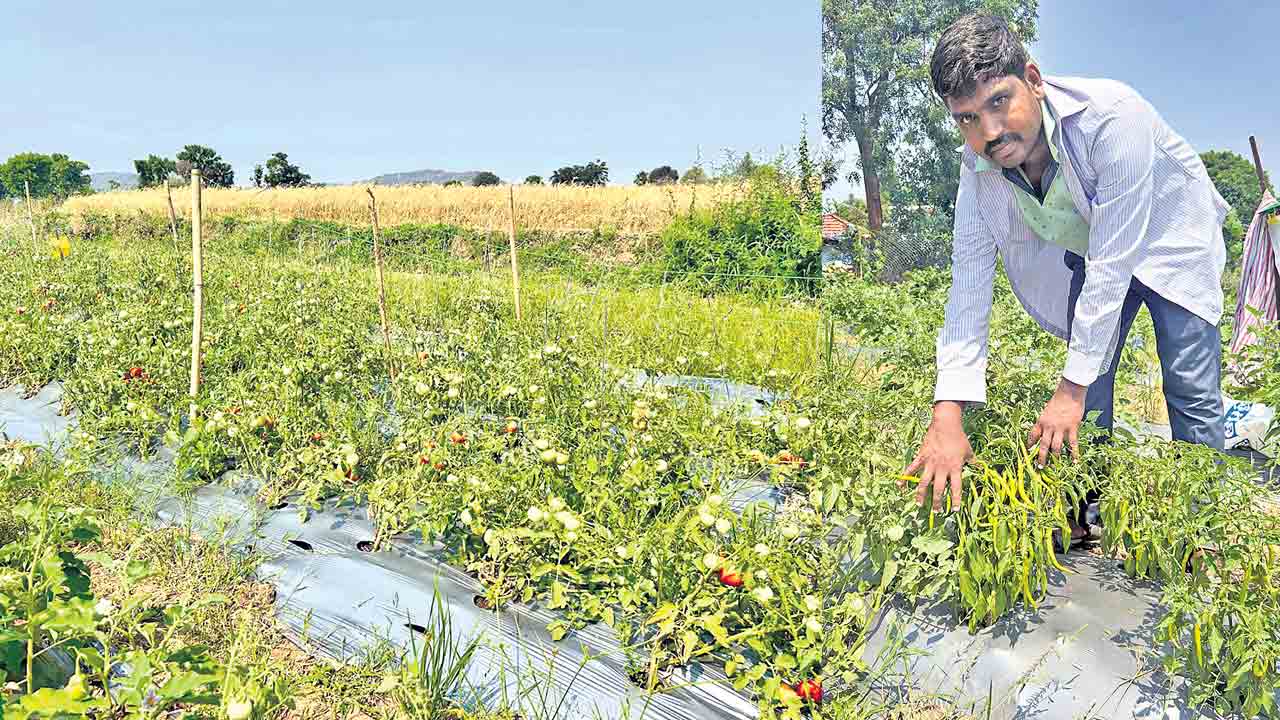 అమ్మ సుస్తీతో సేంద్రియ సేద్యంలోకి..