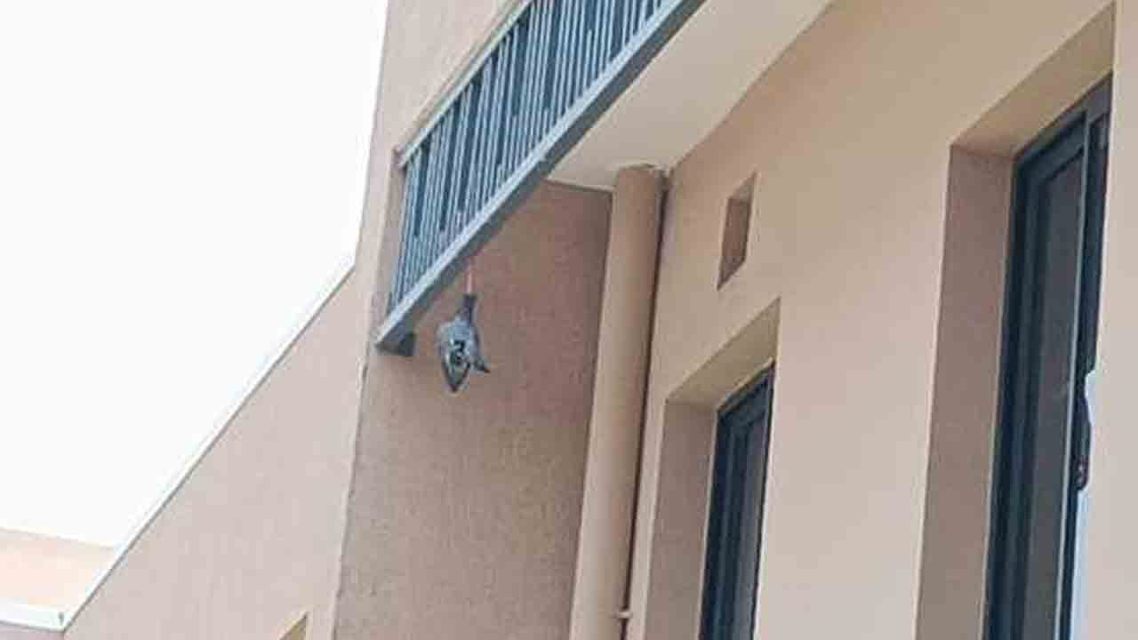 Pigeon Collectarate