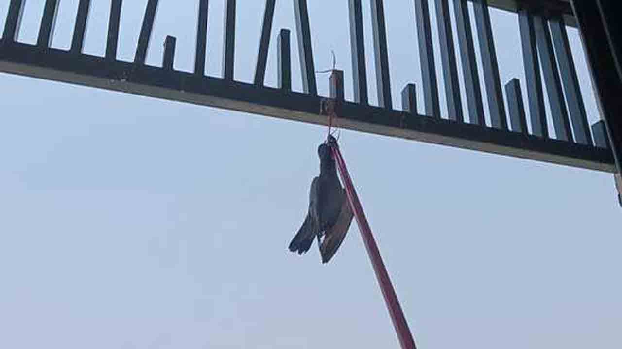 Pigeon | ప్రమాదవశాత్తు పావురానికి ఉరి.. కలెక్టరేట్‌లో ఘటన