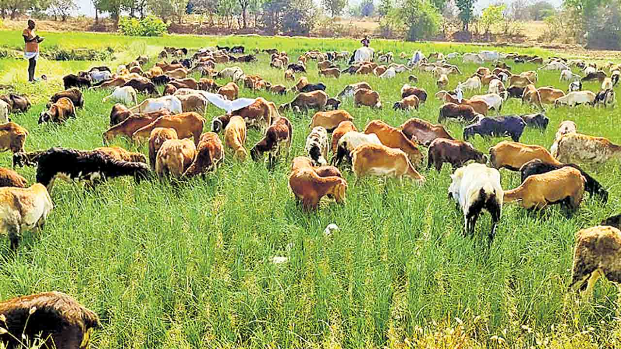 కోర్షకుల కన్నీటి వ్యథ