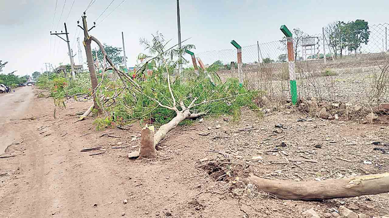 కొమ్మలు అడ్డమొచ్చాయని.. చెట్లనే నరికేశారు..