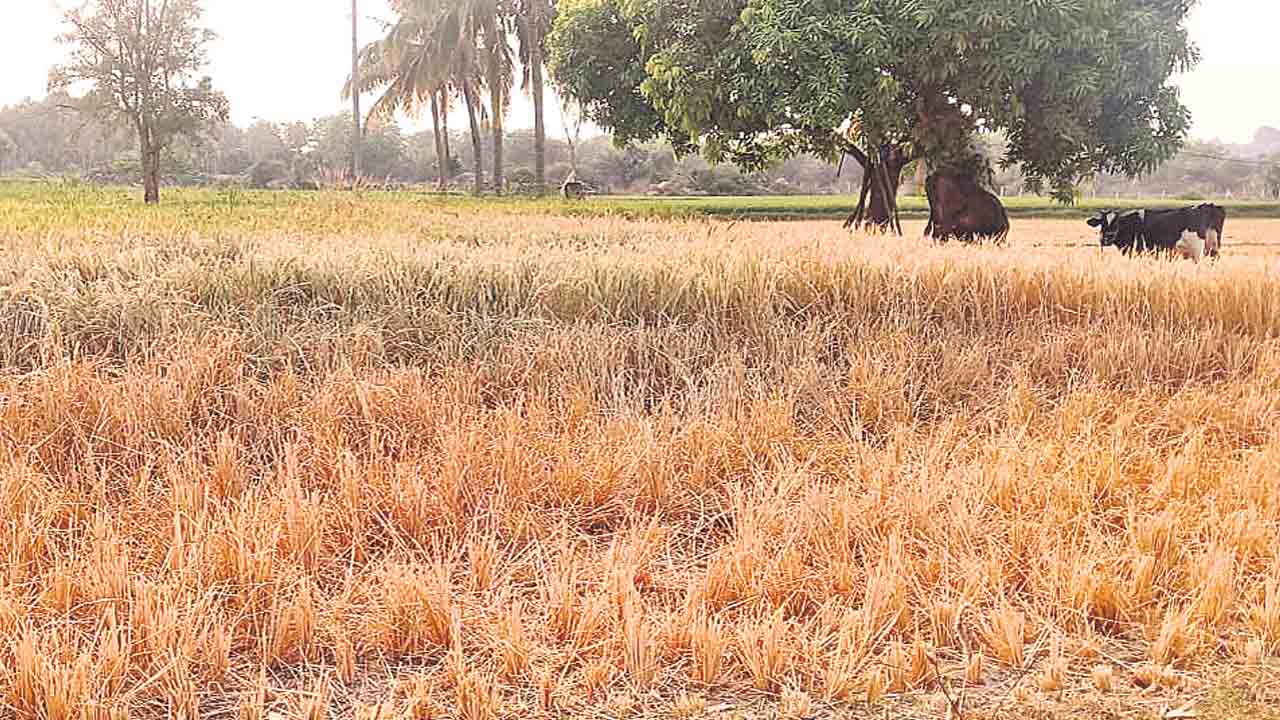 ఎండిపోతున్న పంటలు.. అన్న దాత దిగాలు