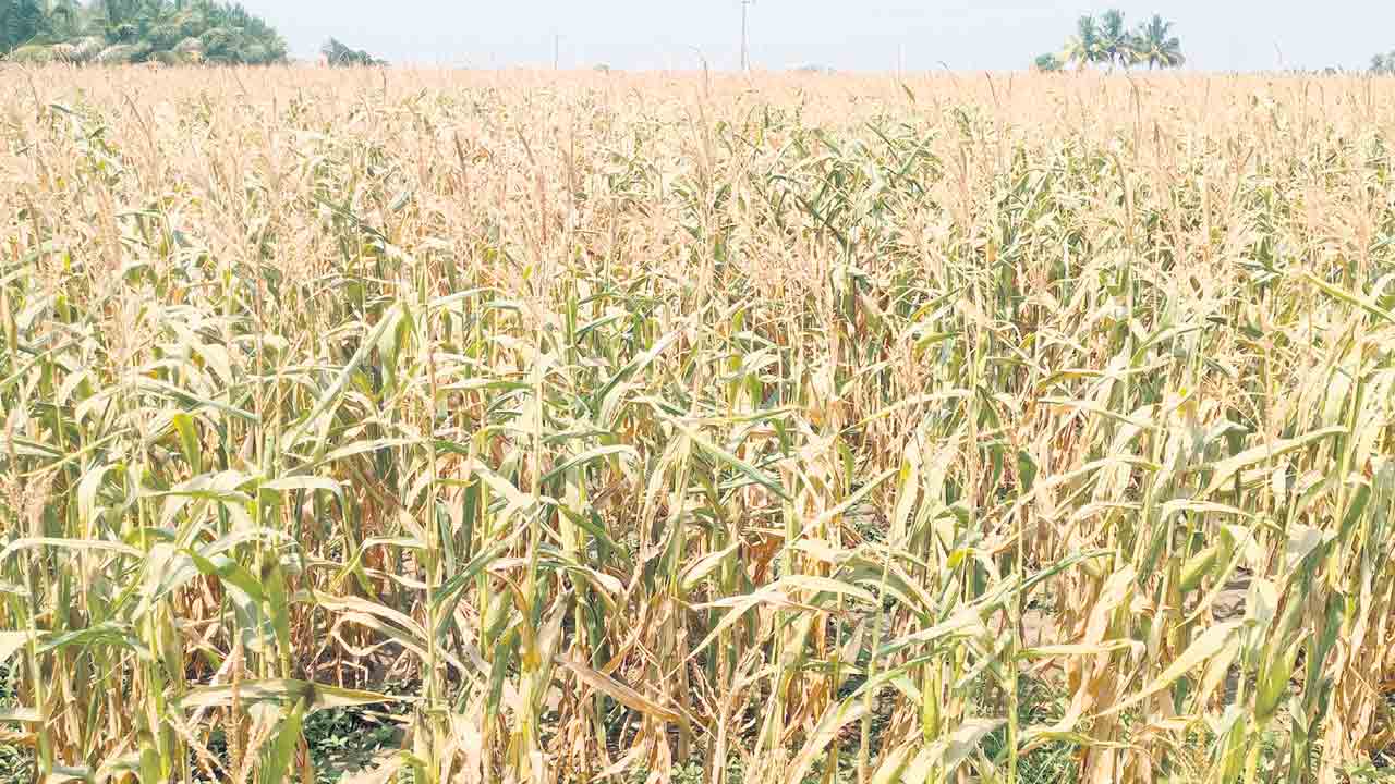 ఆఖరి ‘తడి’ కోసం తండ్లాట